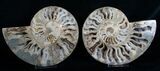 Inch Choffaticeras Ammonite - Rare! #5137-4